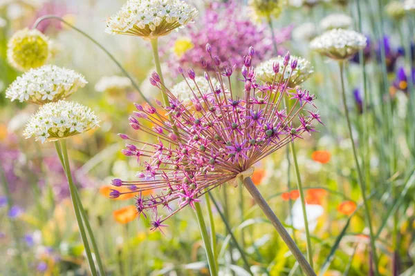 Blisko Kolorowych Kwiatów Perską Gwiazdą Cebuli Persji Allium Cristophii Słoneczny — Zdjęcie stockowe