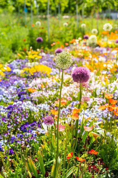 Güneşli Bir Günde Renkli Çiçeklerin Manzarası — Stok fotoğraf