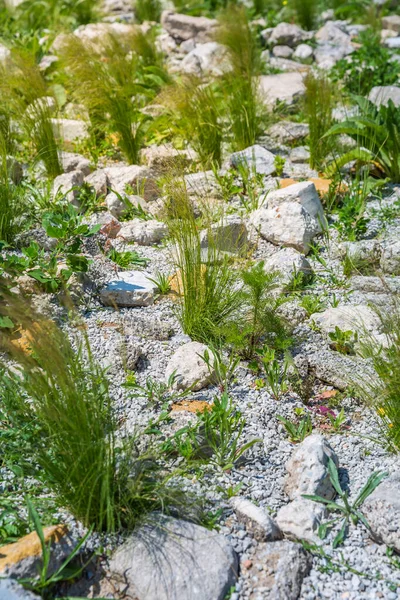 岩の庭のコンセプトで観賞用の草 — ストック写真