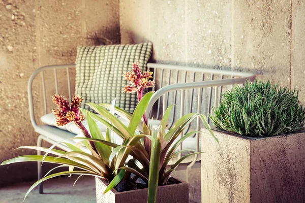 Heimische Pflanzen Mit Gemütlichem Sofa Und Kissen Vintage Stil — Stockfoto