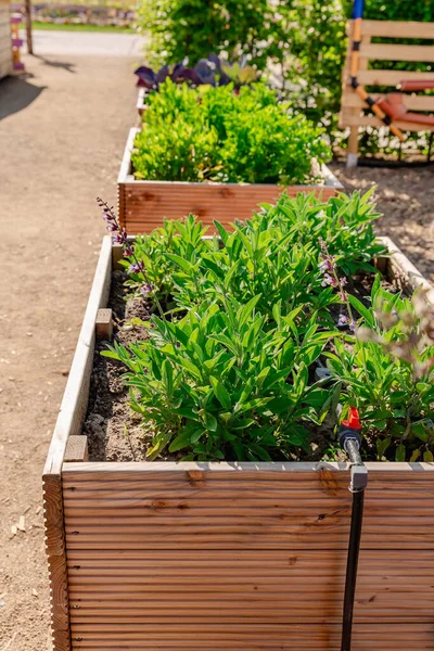 Zeleninová Zahrada Dřevěnými Vyvýšenými Záhony Bylinky Ovoce Zeleninu — Stock fotografie