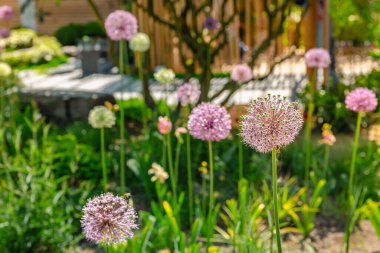 Pers soğan yıldızı (Allium cristophii) ile birlikte güneşli bir günde renkli çiçek tarhına yakın, seçici bir odak