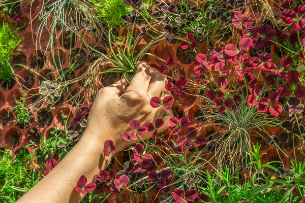 Dikey Duvara Yeni Bir Bitki Dikiyorum Dikey Bahçecilik — Stok fotoğraf