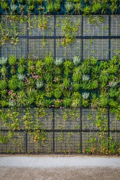 Vertical Décoration Jardin Vert Sur Mur Jardinage Vertical — Photo