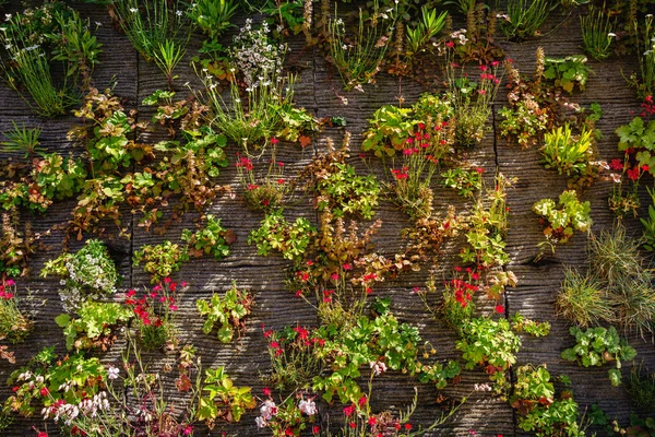 壁に垂直緑の庭の装飾 垂直園芸 — ストック写真