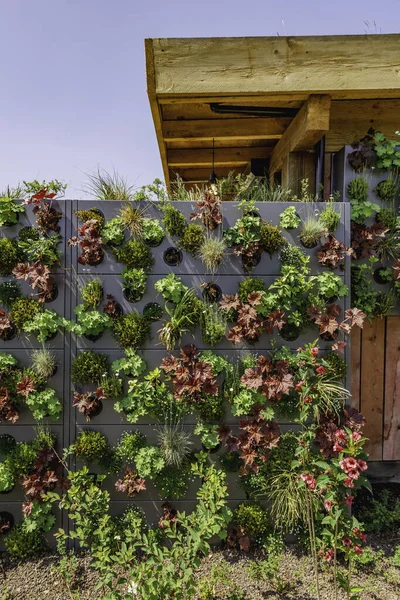 Grüner Hauszaun Mit Pflanzen Der Wand Vertikales Gärtnern — Stockfoto