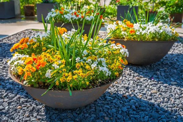 Bunte Topfpflanzen Und Blumen Einem Großen Steingutblumentopf Für Balkon Terrasse — Stockfoto