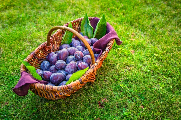 Świeże Śliwki Organiczne Koszyku Zielonej Trawie — Zdjęcie stockowe