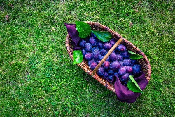 Fresh Organic Plums Basket Green Grass — Stock Photo, Image