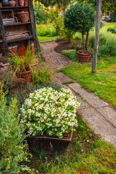 Blumen Und Pflanzen Einem Topf Mit Kleinem Pfad — Stockfoto