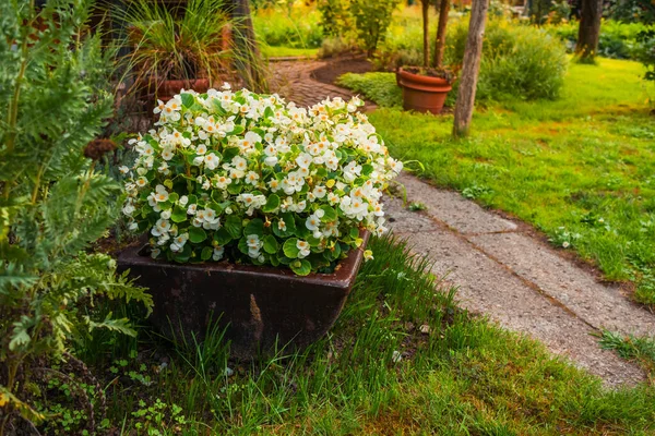 Bloemen Planten Een Pot Met Klein Pad — Stockfoto