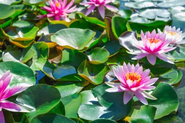 pembe lotus çiçeği veya gölet üzerinde çiçek açmış nilüfer çiçekleri