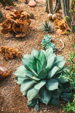 Kaktüs bahçesi - kaktüs çeşitliliği, taş bahçesi