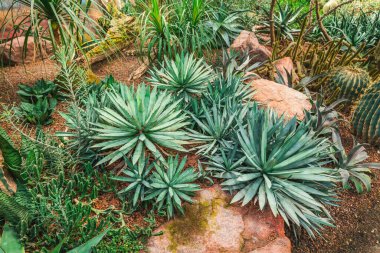 Kaktüs bahçesi - kaktüs çeşitliliği, taş bahçesi