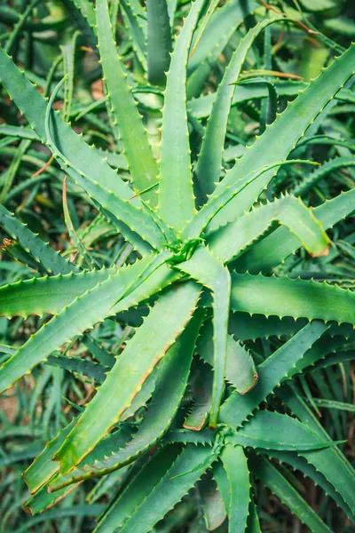 Aloe Vera Roślina Ogrodzie Aloe Vera Jest Często Stosowany Jako — Zdjęcie stockowe