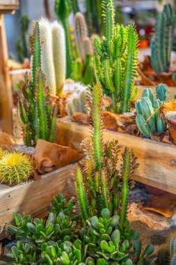Çeşitli kaktüsler ve sulu bitkiler, bir dükkandaki dekoratif saksılarda saksılar. Kaktüs ve sulu bahçe düzenleme kavramı