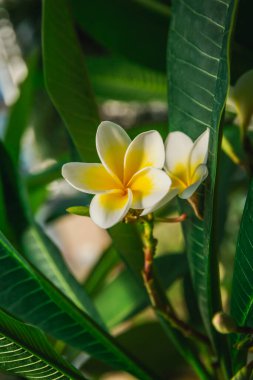 Beyaz ve sarı Frangipani çiçekleri tam çiçeklenmiştir (Plumeria)