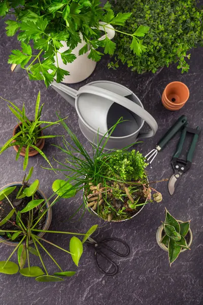 Transplanting plants and herbs, home gardening concept. Assortment of house plants and herbs with gardening tools.