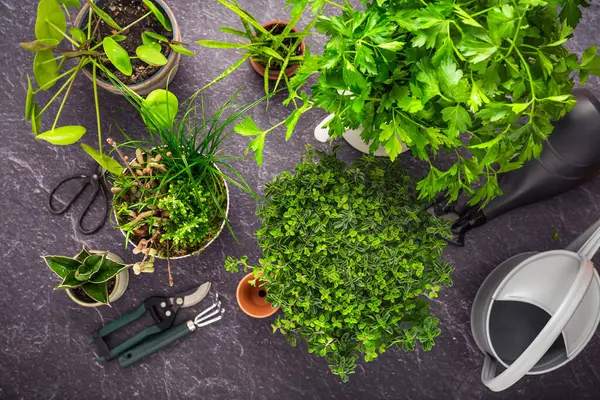 Transplanting plants and herbs, home gardening concept. Assortment of house plants and herbs with gardening tools.