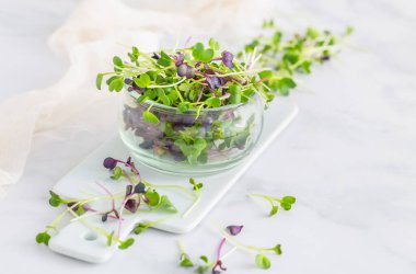 Taze turp ve roka mikroyeşili. Vejetaryen ve sağlıklı beslenme konsepti, mikro bitkiler, organik süper yiyecekler