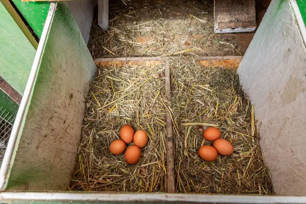Ovos Galinha Crus Orgânicos Ninho Galinheiro Fazenda Local Galinheiro Imagem De Stock