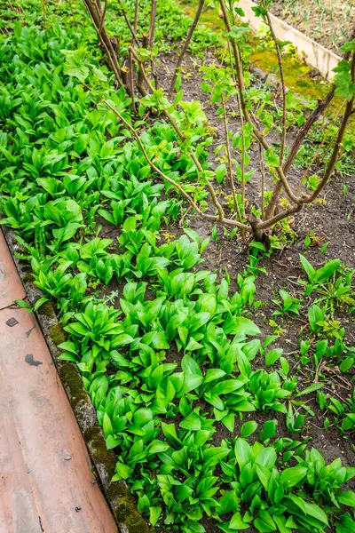 Ramson Allium Ursinum Ajo Silvestre Puerro Oso Que Crece Jardín Fotos De Stock