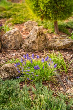 Doğal maddelerin peyzaj tasarımında kullanımı. Çam kabuğu, taşlar ve yeşil bitkiler