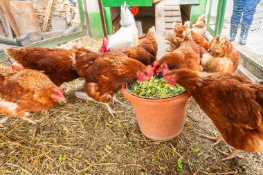 Feeding hens with grains and vegetable and greens. Natural organic farming concept. clipart
