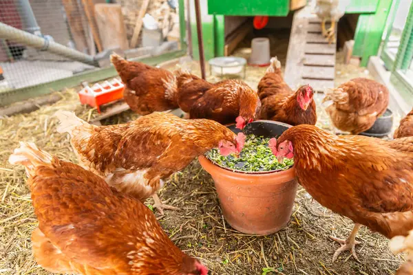 Tavukları tahıllarla, sebzelerle ve yeşilliklerle beslemek. Doğal organik tarım kavramı.