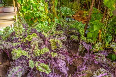 Yükseltilmiş yatakta çeşitli palmiye lahanası, sebze bahçesi (Brassica oleracea var. Sabellica), engebeli yaprak lahanası veya lahanası