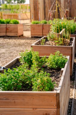 Bitkiler, meyveler ve sebzeler için yükseltilmiş ahşap yataklı sebze bahçesi