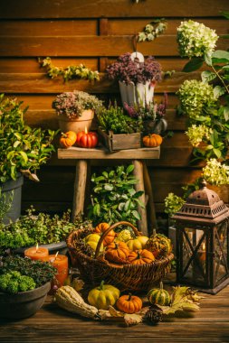 Güzel sonbahar terası ve balkabaklarıyla, feneriyle, bitkileriyle ve çiçekleriyle teras dekorasyonu