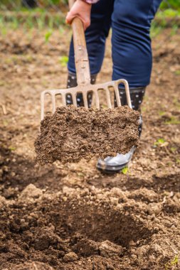 Yaşlı bahçıvan bahçe çatalıyla toprak kazıyor ekime hazır toprak ekiyor, sonbahar baharı bahçıvanlığı yapıyor.