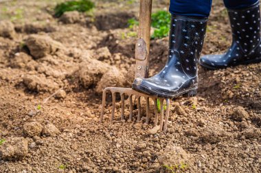 Yaşlı bahçıvan bahçe çatalıyla toprak kazıyor ekime hazır toprak ekiyor, sonbahar baharı bahçıvanlığı yapıyor.