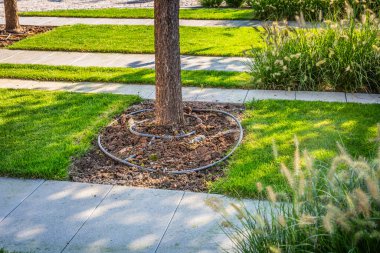 Bahçedeki ya da parktaki bir ağaç için otomatik sulama. Çim ve ağaç bakımı