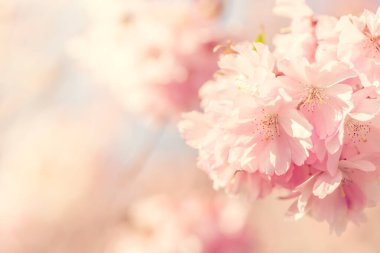 Pembe kiraz çiçekleri arka planı. Bahar resimleri. Geleneksel Japon çiçekleri.