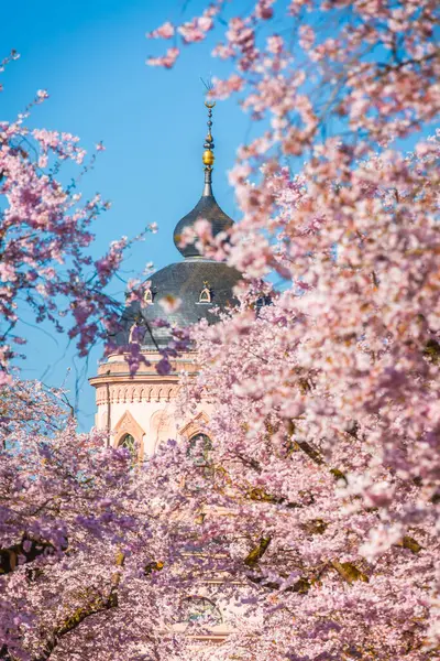 Almanya 'da 1780' lerde inşa edilen Schwetzingen Sarayı Bahçeleri 'ndeki kiraz ağaçları ve pembe cami