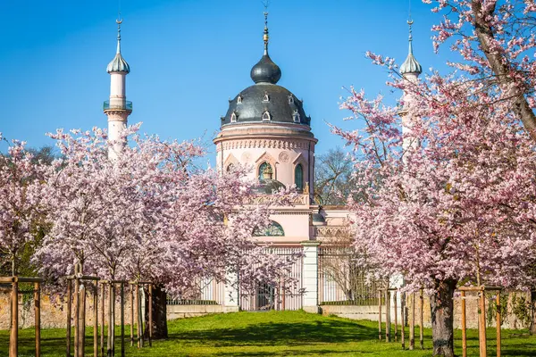 Almanya 'da 1780' lerde inşa edilen Schwetzingen Sarayı Bahçeleri 'ndeki kiraz ağaçları ve pembe cami