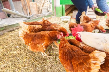 Tavukları tahıllarla, sebzelerle ve yeşilliklerle beslemek. Doğal organik tarım kavramı.