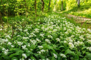 Baharda yeşil orman, zemin yabani sarımsakla kaplıdır (Ramson)
