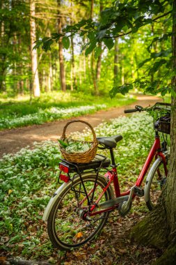 Bisiklet rafındaki sepette taze toplanmış yabani sarımsak Ramson (allium ursinum)