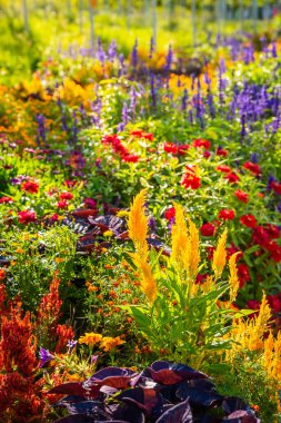 Bahçede ya da parkta renkli çiçek yatakları