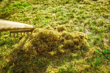 Çimleri tırmıkla temizliyorum. Bahçedeki çimleri havalandırmak ve süslemek. Eski otları ve yosunları temizleyerek çimlerin kalitesini arttırmak..