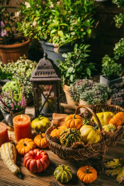 Sonbahar terası ve balkabakları, fener, bitkiler ve çiçeklerle teras dekorasyonu