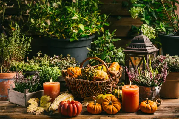 Sonbahar terası ve balkabakları, fener, bitkiler ve çiçeklerle teras dekorasyonu