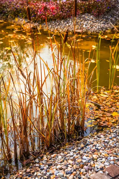 Sarı sonbahar yaprakları, ağaçlar ve çeşitli otlar ve bitkilerle dolu küçük bir havuz.