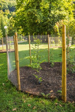 Korunaklı engelleri olan genç ağaçların tohumları parka dikilmiş.