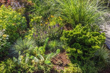 Bahçe, bahçe, veranda, kuraklığa dayanıklı bitkiler.