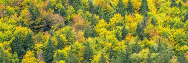 Sonbaharda canlı renkli orman