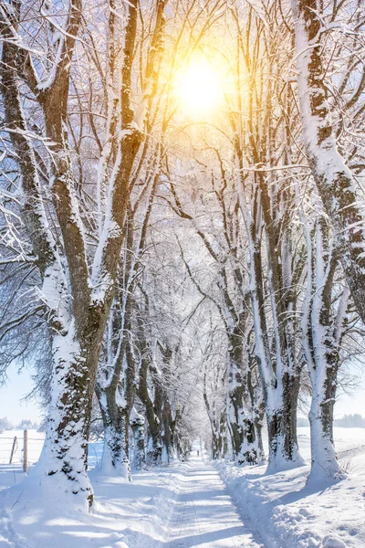 Пішохідний Прохід Дерев Яній Алеї Взимку — стокове фото